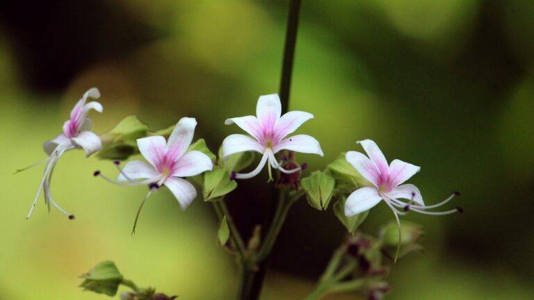 The Role of Political Campaign Ads in Influencing Voter Behavior